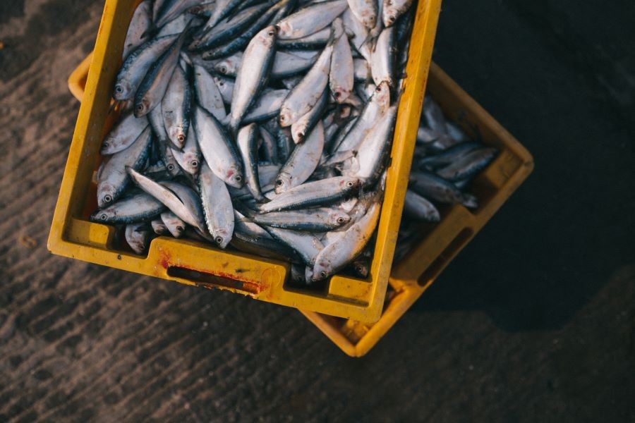 Poziv na radionicu za prvokupce proizvoda ribarstva