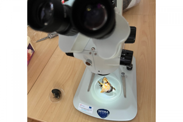 "Očuvanje Tradicije Ribarstva i Akvakulture u Posedarju, Ražancu i Poličniku" - OTRARIA