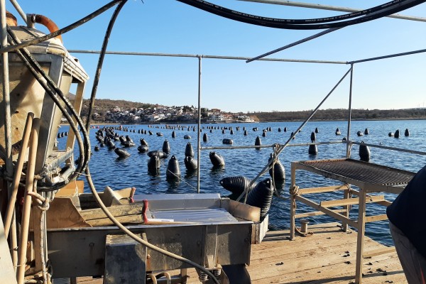 "Automatizacija procesa či&scaron;ćenja i sortiranja &scaron;oljka&scaron;a"