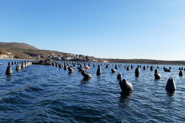 "Automatizacija procesa či&scaron;ćenja i sortiranja &scaron;oljka&scaron;a"
